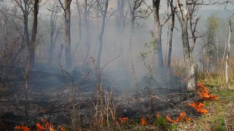 Spring wildfire smoke Stock Footage 50448742