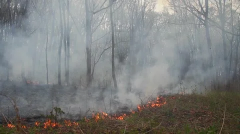 Spring wildfire smoke Stock Footage 50448821