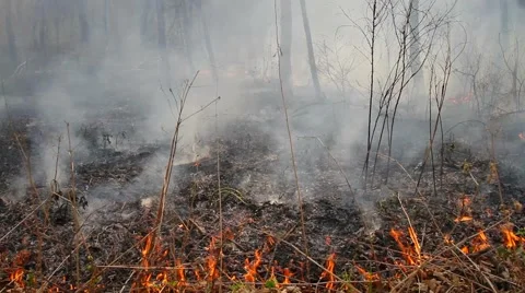 Spring wildfire smoke Stock Footage 50448919