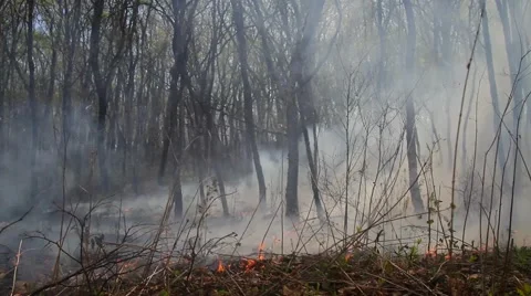 Spring wildfire smoke Stock Footage 50448994