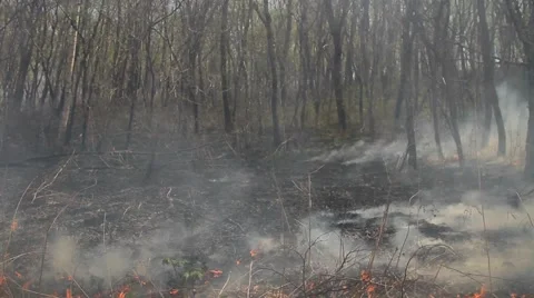 Spring wildfire smoke Stock Footage 50449009