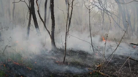 Spring wildfire smoke Stock Footage 50449109