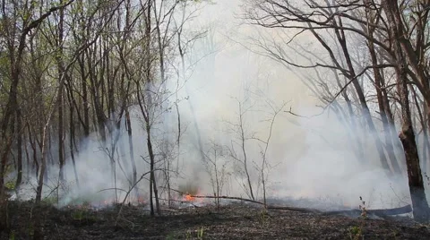 Spring wildfire smoke Stock Footage 50449165
