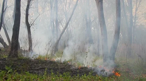 Spring wildfire smoke Stock Footage 50449338