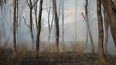 Spring wildfire smoke Stock Footage 50449354