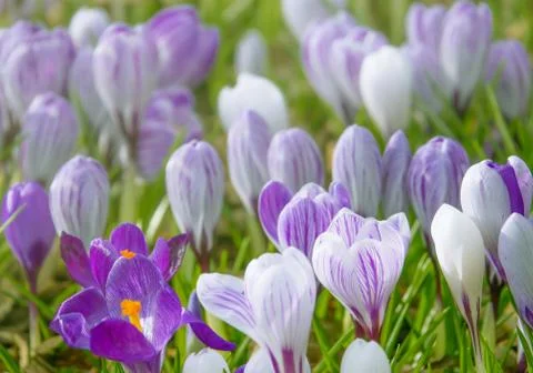 Spring Wildflower Background Stock Photos