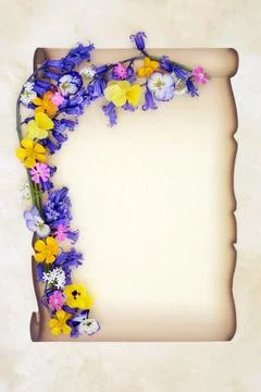 Spring Wildflower Border on Paper Scroll on Parchment Stock Photos
