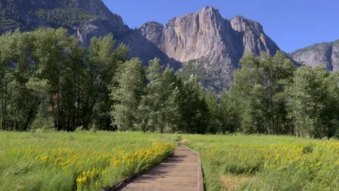 Spring Wildflower Meadow Looking Toward Yosemite Falls Stock Footage 314031173
