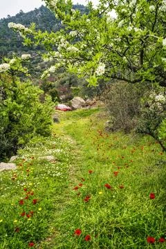 Spring Wildflower Path in Mountain Forest Foto stock