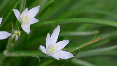 Spring wildflower star-of-bethlehem after rain Video stock 130419974