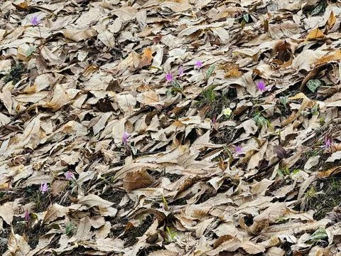 Spring Wildflowers in Alpine Forest. Stock Photos