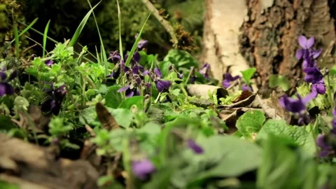 Spring Wildflowers and Bee in Forest Undergrowth Stock Footage 327194290