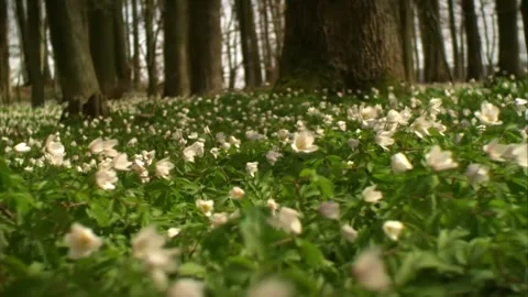 Spring Wildflowers and Bee in Forest Undergrowth Video stock 327194294