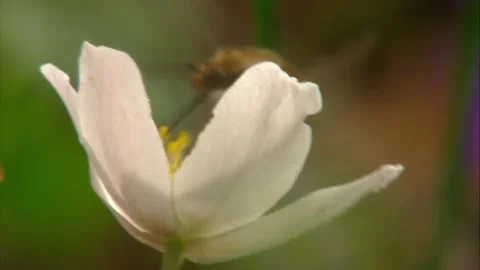Spring Wildflowers and Bee in Forest Undergrowth Stock Footage 327194331