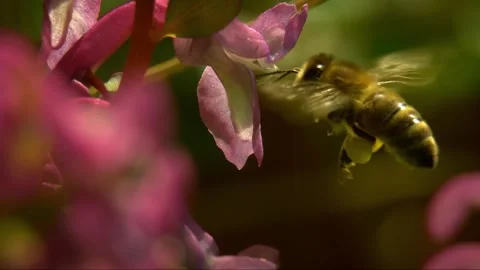 Spring Wildflowers and Bee in Forest Undergrowth Stock Footage 327194345