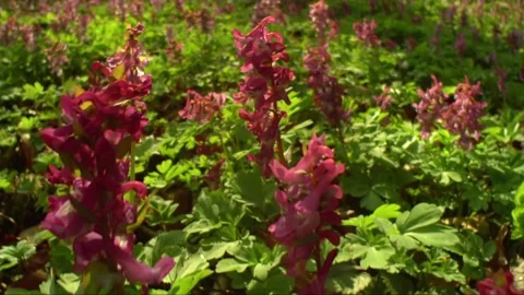 Spring Wildflowers and Bee in Forest Undergrowth Stock Footage 327194388