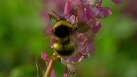 Spring Wildflowers and Bee in Forest Undergrowth Stock Footage 327194403
