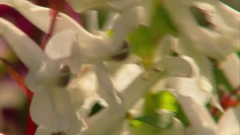 Spring Wildflowers and Bee in Forest Undergrowth Stock Footage 327194427