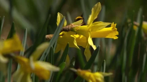 Spring Wildflowers and Bee in Forest Undergrowth Stock Footage 327194432