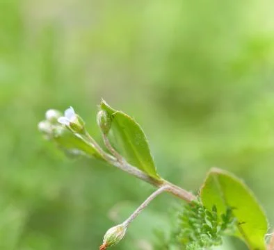 Spring wildflowers close-up Stock Photos