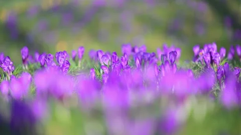 Spring wildflowers crocus blooming on forest glade, serene sunny slow motion Stock Footage 326055575