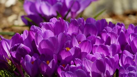 Spring wildflowers crocuses bloom in the park. Video stock 273009277