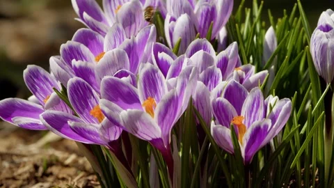 Spring wildflowers crocuses bloom in the park. Video stock 273009582