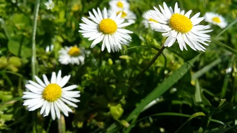 Spring wildflowers daisy video image Stock Footage 189417474