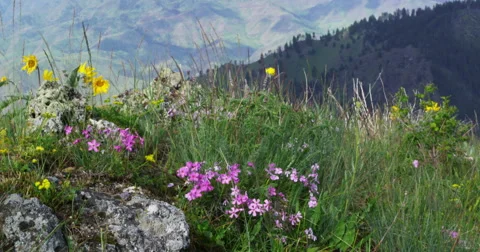Spring wildflowers dance in the wind on rocky outcrop above Hells Canyon, Oregon Stock Footage 67943041