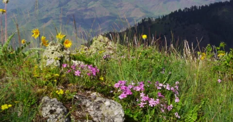 Spring wildflowers dance in the wind on rocky outcrop above Hells Canyon, Oregon Stock Footage 67943044