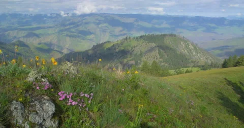 Spring wildflowers dance in the wind on rocky outcrop above Hells Canyon, Oregon Stock Footage 68005485