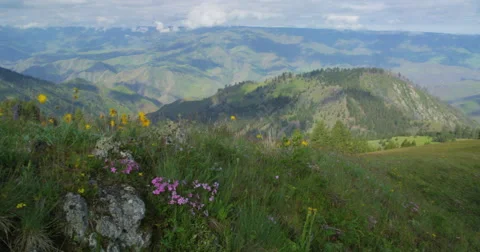 Spring wildflowers dance in the wind on rocky outcrop above Hells Canyon, Oregon Stock Footage 68005871