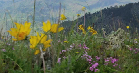 Spring wildflowers dance in the wind on rocky outcrop above Hells Canyon, Oregon Stock Footage