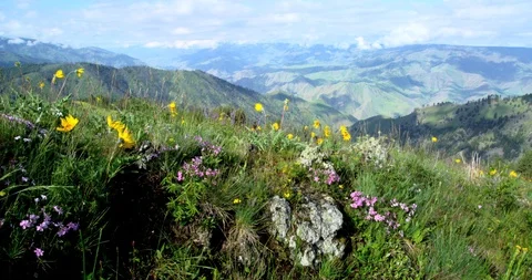 Spring wildflowers dance in the wind on rocky outcrop above Hells Canyon, Idaho 動画素材 86579387