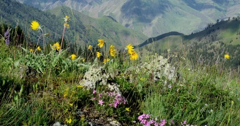 Spring wildflowers dance in the wind on rocky outcrop above Hells Canyon, Idaho 動画素材 86582243