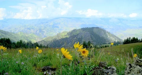 Spring wildflowers dance in the wind on rocky outcrop above Hells Canyon, Idaho Stock Footage 86583887