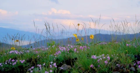 Spring wildflowers dance in the wind on rocky outcrop above Hells Canyon, Idaho Stock Footage 86585568