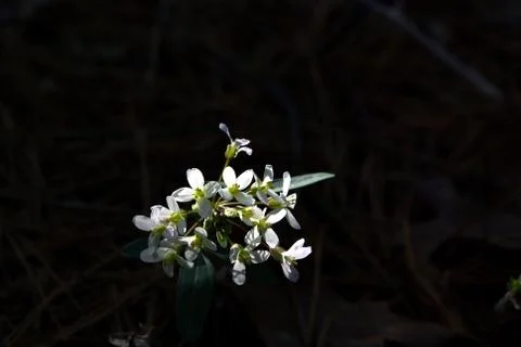 Spring wildflowers in a dark forest Stock Photos