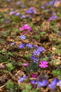 Spring Wildflowers in the Forest Foto stock