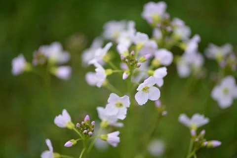 Spring Wildflowers Macro Close-up Stockfoto's