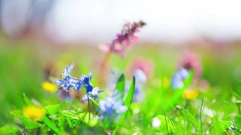 Spring wildflowers with meadow, and sunlight. Stock Footage 306286232