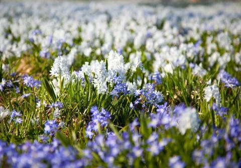 Spring wildflowers Stock Photos
