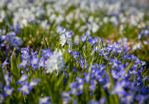 Spring wildflowers Stock Photos