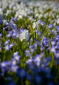 Spring wildflowers Stock Photos