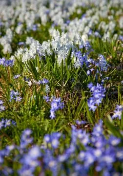 Spring wildflowers Stock Photos