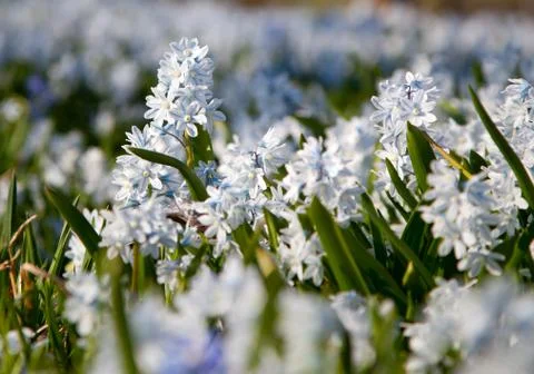 Spring wildflowers Stock Photos