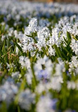 Spring wildflowers Stock Photos