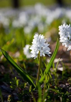 Spring wildflowers Stock Photos