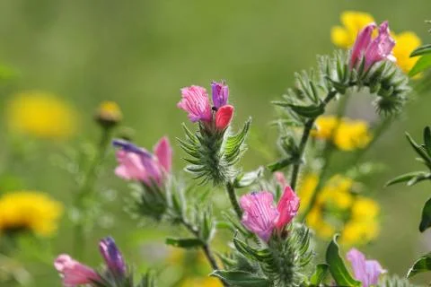 Spring wildflowers. Stock Photos
