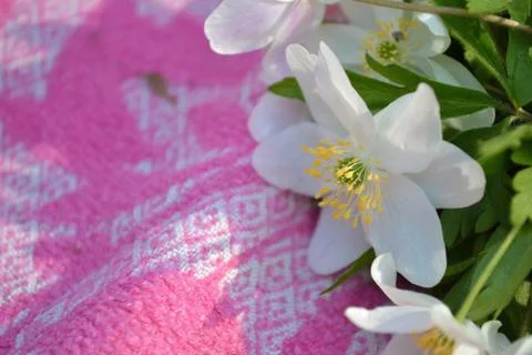 Spring wildflowers Stock Photos